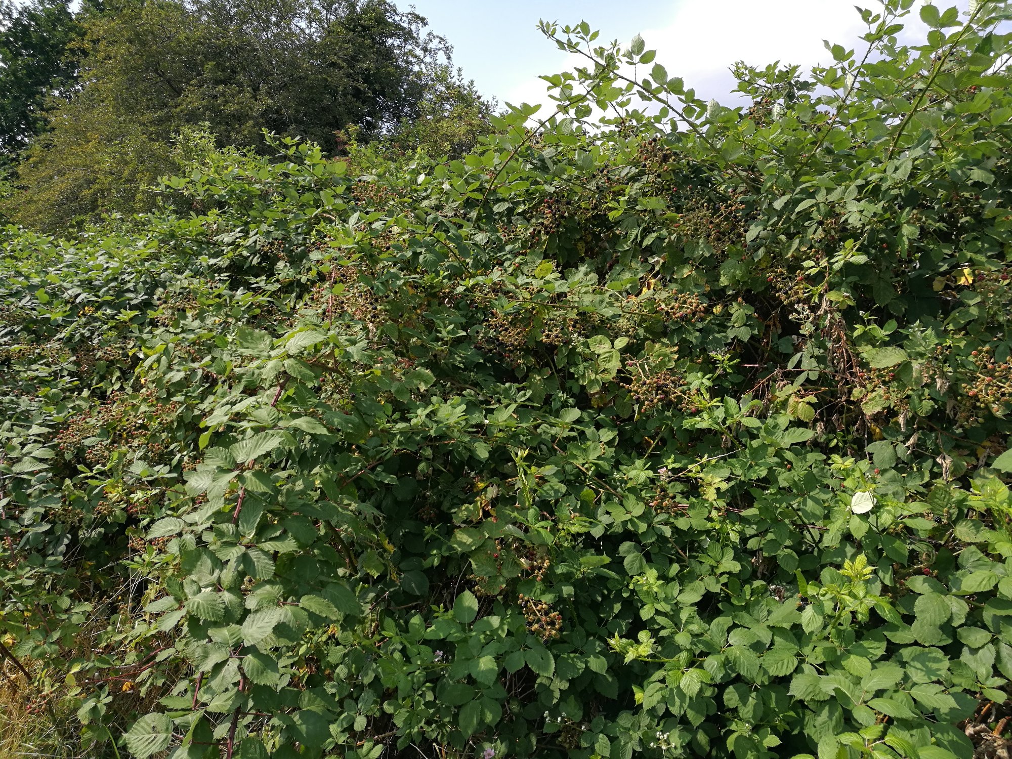 "Unsere" Brombeeren